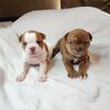 Olde English Bulldog puppies