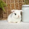 Pedigreed Holland Lops!