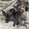 Sphynx kittens available