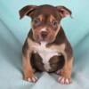 American Bully puppies