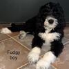 Sold!  Check out cherished double doodles on facebook for upcoming litters