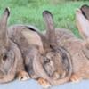 Pure Flemish Giant rabbit, Sandy color female. Will be huge