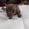 Female chocolate w/ white purebred chihuahua pup ready 11/11