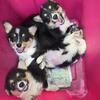 Akc Corgi pups ready now