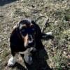 Iso Stud basset hound