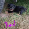 Male Rottweiler Pup READY for Home!