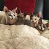 Devon Rex fuzzy sphynx