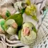 Green Quaker baby are now weaned and for sale