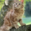 Maine Coon Red Female