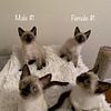 ADORABLE SIAMESE KITTENS FURR BABIES