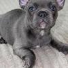 Blue Fluffy French Bulldog – Rare Coat