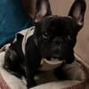 Brindle male Frenchie 1yr