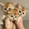 Golden British shorthair kittens
