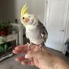 Quaker and cockatiel best friends