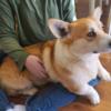 Stich the corgi