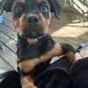 Female rottie pups