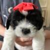 Khaleesi: Female Lhasa Apso Puppy