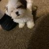 Shih tzu puppies rehoming fee