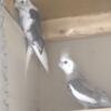 4 Cockatiels For Sale Or Trade