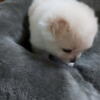 Beautiful 7 week old female shihpom puppy shih Tzu / pom mix