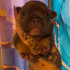 Akc French bulldog puppy 