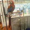 Greenwing Macaw