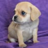 Very cute litter of TINY first generation Puggles available mid-September