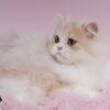 Silver, Blue Golden & Golden Chinchilla British Shorthair and Longhair Kittens