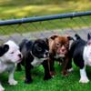 Bully Puppies for Sale