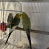 Parakeet for Sale -Pair