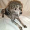 Adult male toy poodle