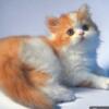 NEW Elite Scottish straight kitten from Europe with excellent pedigree, male. Atos