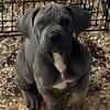 Cane corso puppies