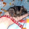 Harlequin pinschers, min pin, miniature pinscher 