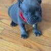 Frenchie puppies for sale