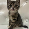 Kitten/ kittens for rehoming  $20