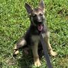 Male German Shepherd pup!