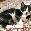 Tuxedo (Black and White) Boy