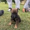 German Shepard/Belgian Malinois Puppies