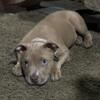 Red nose pitbull female 9 weeks