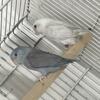 Proven pair birds healthy