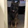 AKC German Shepherd STUD