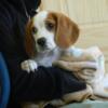 Goegeous Beaglier litter! Lemon and wh. Ready for homes Aug. 7th. Parents are AKC Beagle & Cavalier