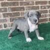 American Bully/Exotic Bully $750