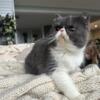 Exotic Shorthair Female - Grey and White