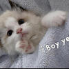 Bicolor Ragdoll Kittens Ready for Loving Homes