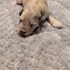 Honey miniature schnauzer 