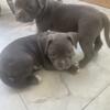 Blue Nose Baby Pitbulls