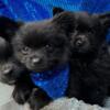 Pomeranian puppies ready to go 8 weeks