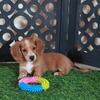 Jasmine Beautiful Red/white LH ACA Dachshund